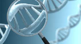 DNA genotipizacija